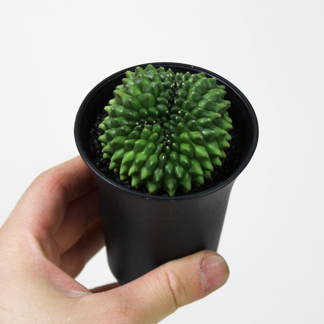 Gymno Spineless 'crested' Foliage Dreams