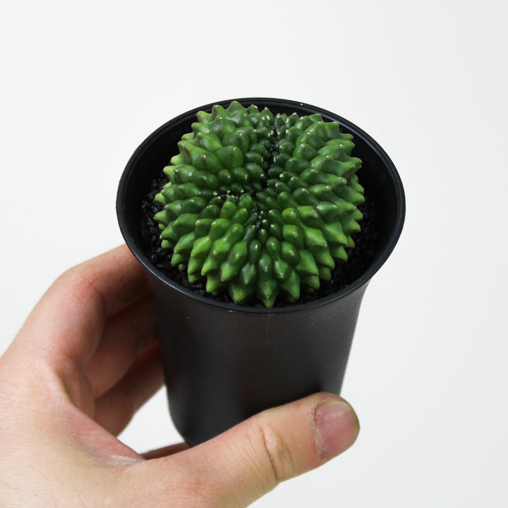 Gymno Spineless 'crested' Foliage Dreams