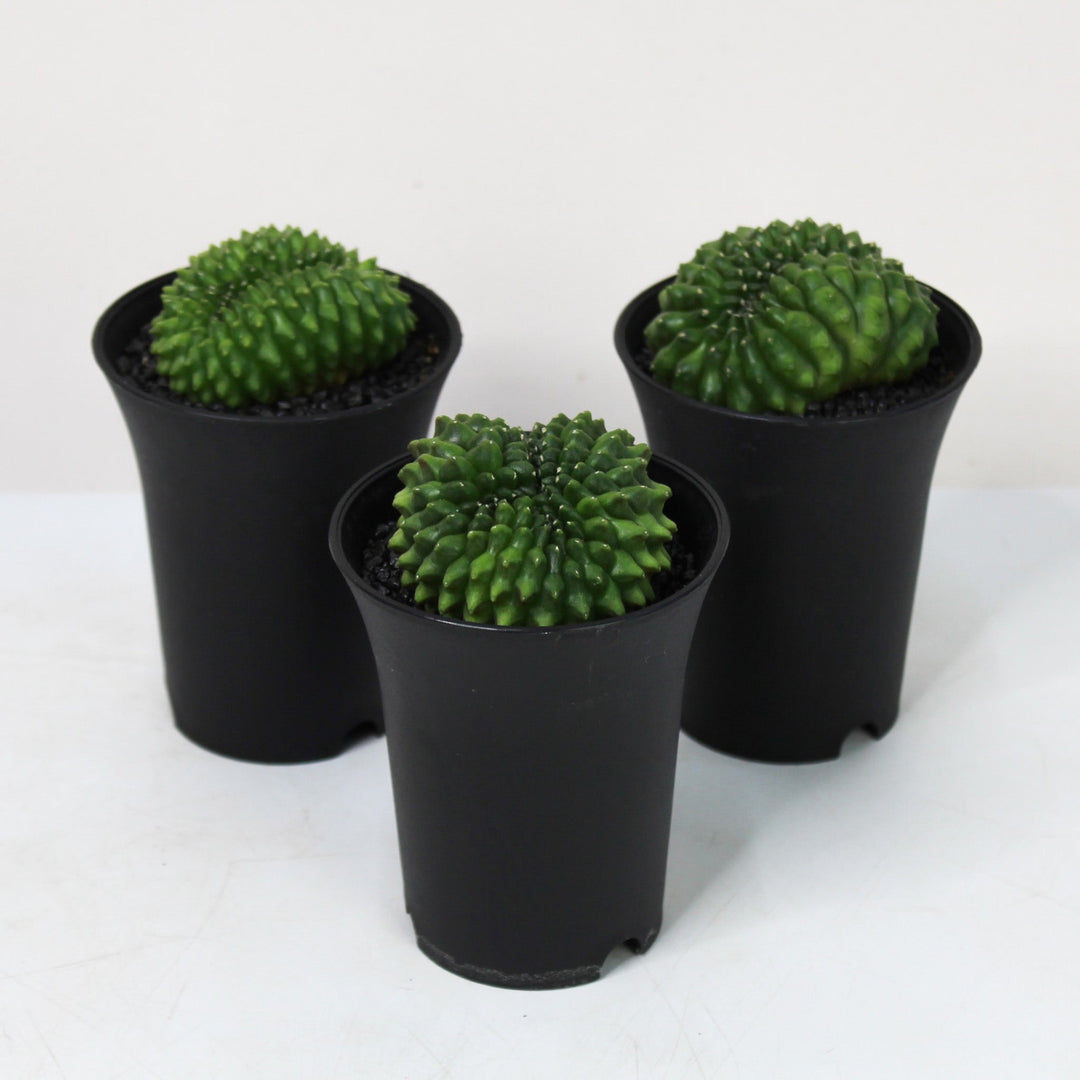 Gymno Spineless 'crested' Foliage Dreams