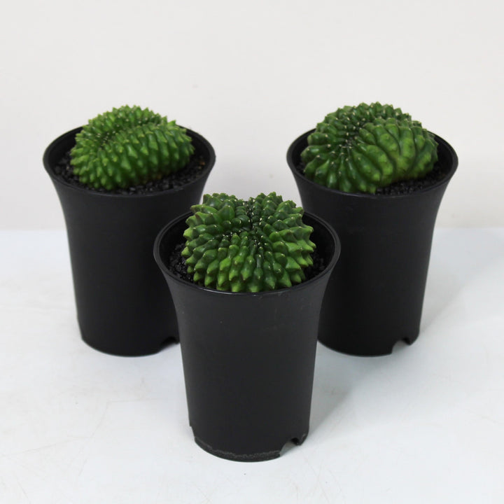 Gymno Spineless 'crested' Foliage Dreams