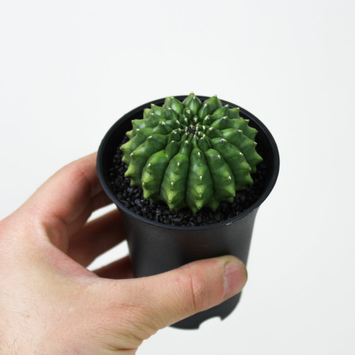 Gymno Spineless Foliage Dreams