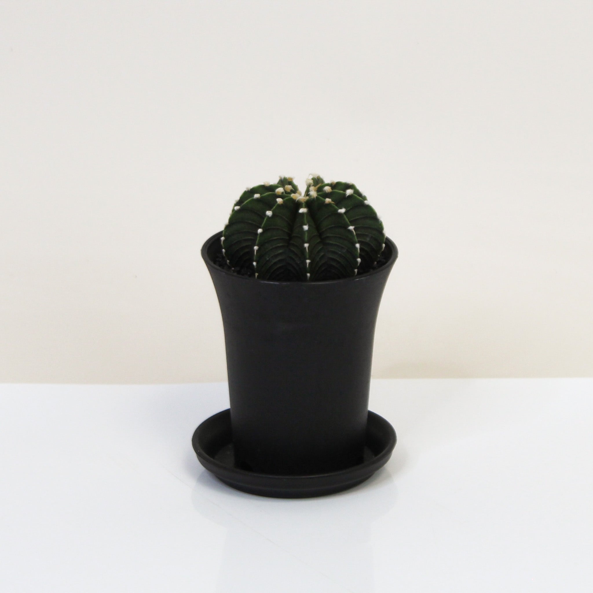 Gymnocalycium Mihanovichii 'Black' (Kaktus) – Foliage Dreams