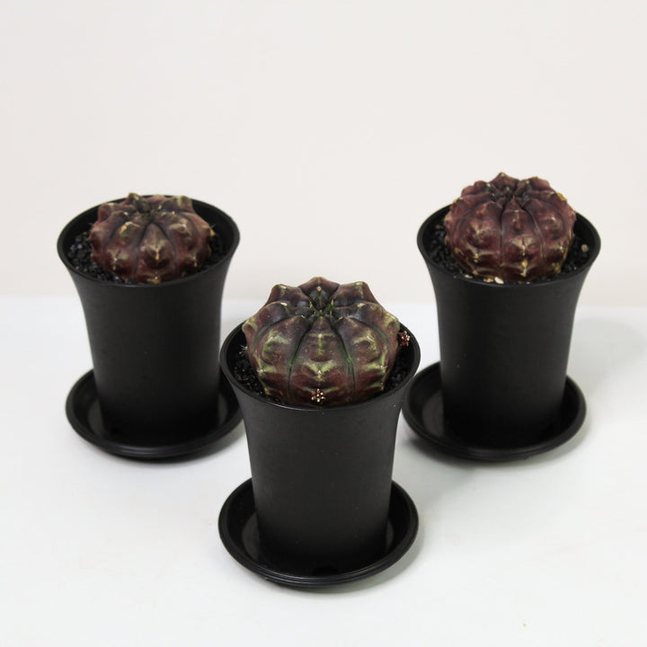 Gymnocalycium Mihanovichii 'Daydream' (Kaktus) Foliage Dreams