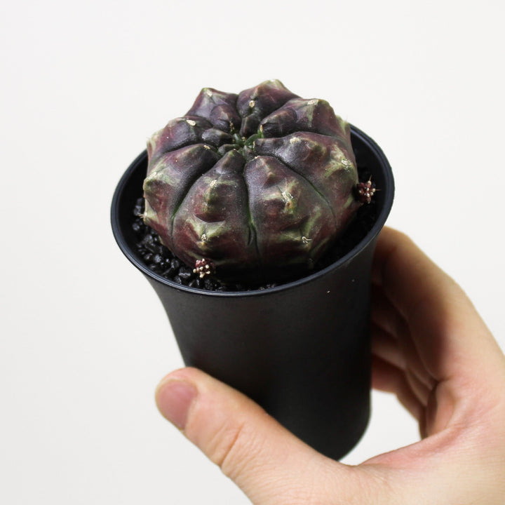 Gymnocalycium Mihanovichii 'Daydream' (Kaktus) Foliage Dreams