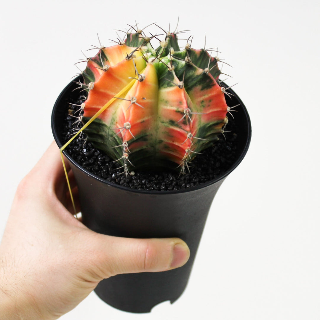 Gymnocalycium Mihanovichii Variegata (Kaktus) Foliage Dreams