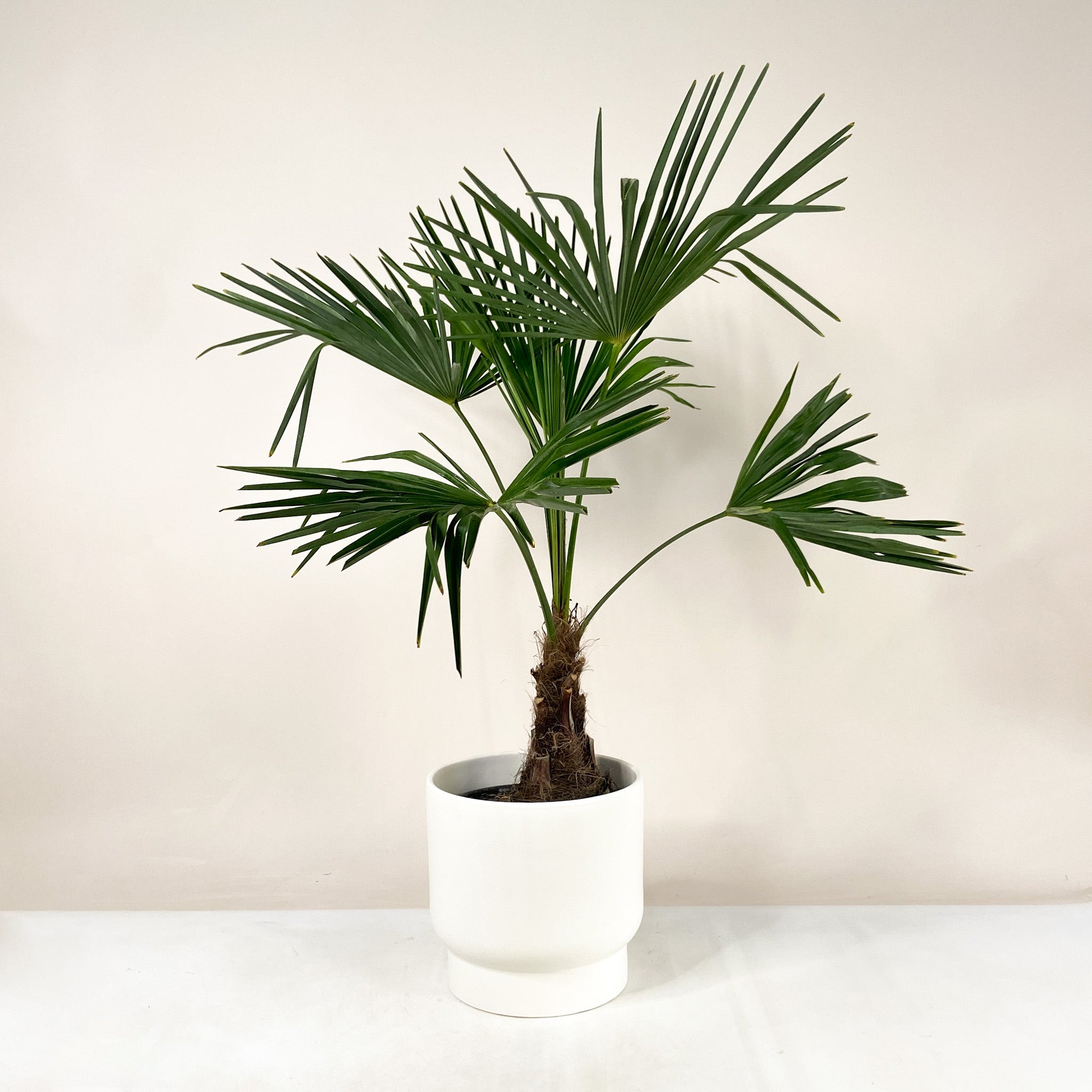 Hanfpalme (Trachycarpus Fortunei)