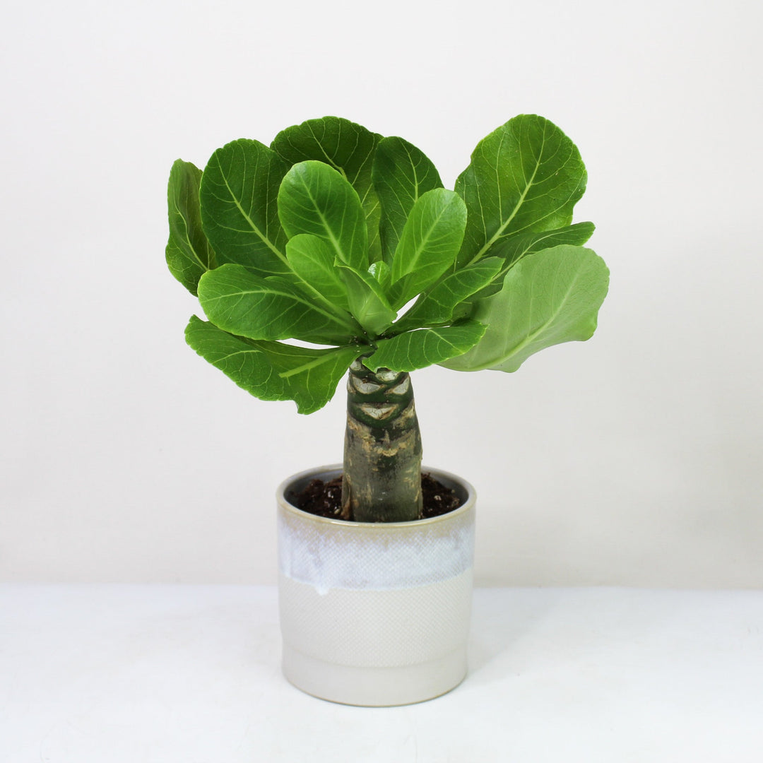 Hawaii Palme (Birghamia insignis) Foliage Dreams