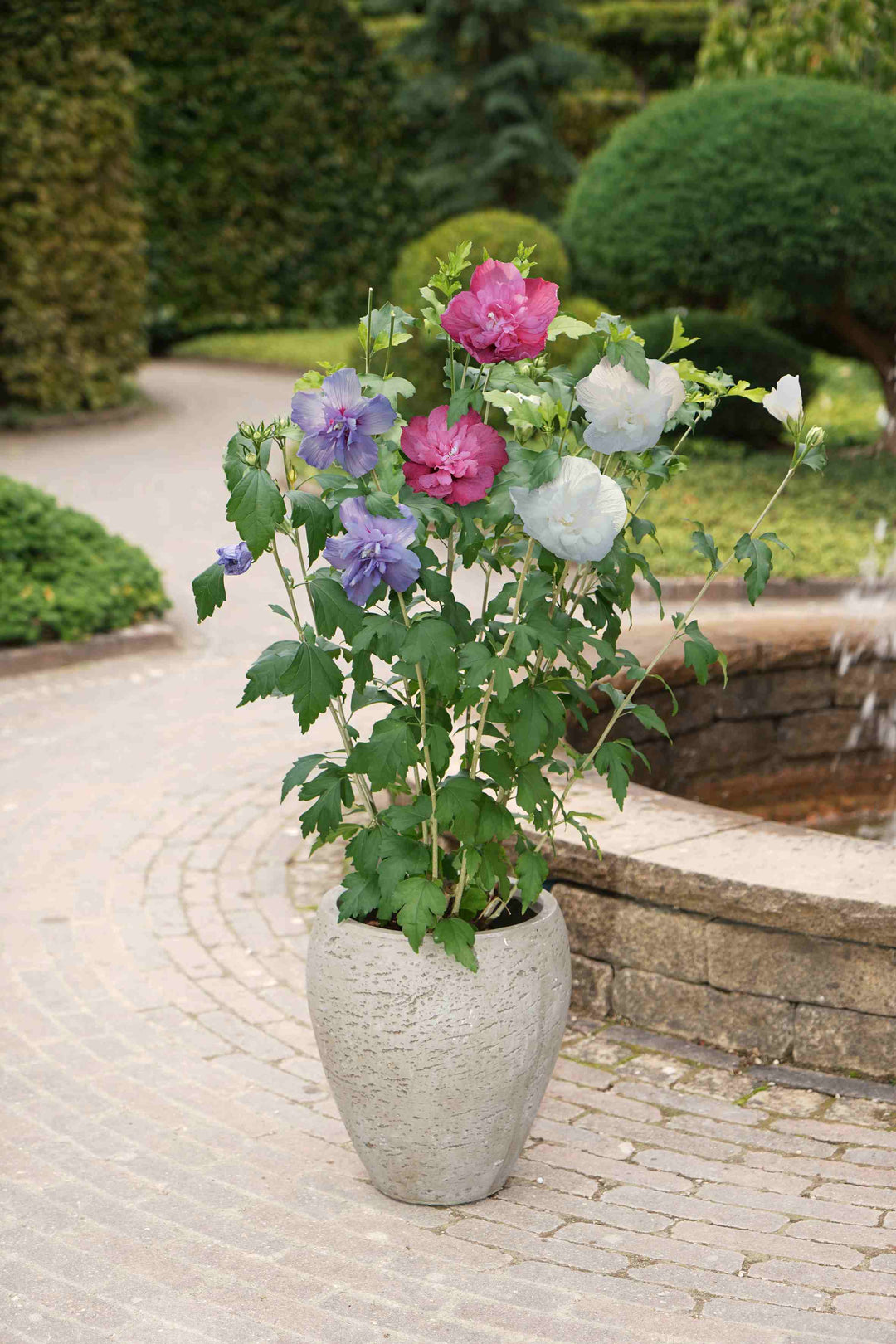 Hibiscus 'Three Sisters'® Foliage Dreams