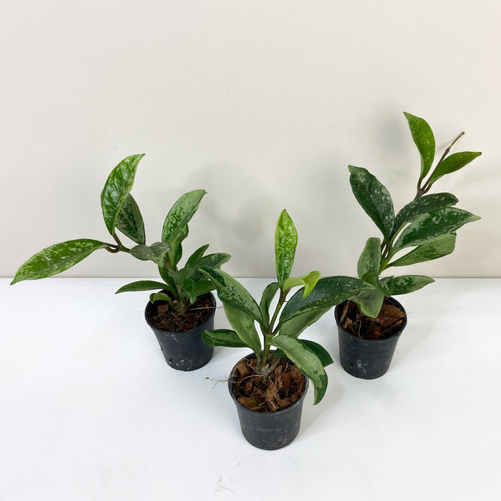 Hoya AH 074 Foliage Dreams