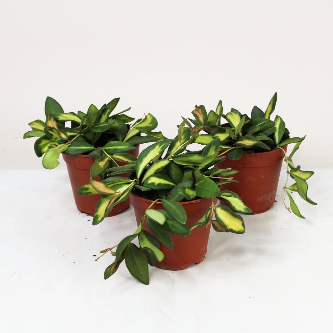 Hoya Carnosa 'DS-70' M Foliage Dreams