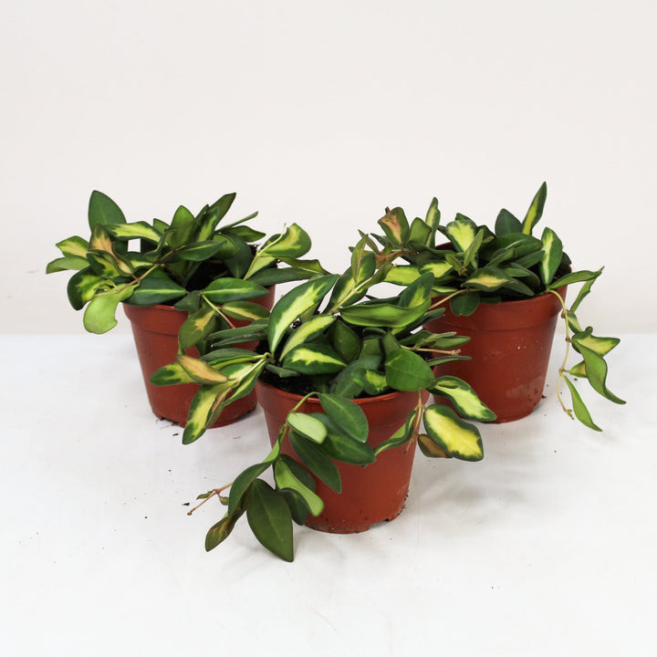 Hoya Carnosa 'DS-70' M Foliage Dreams