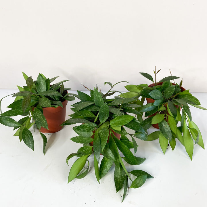 Hoya ? Foliage Dreams