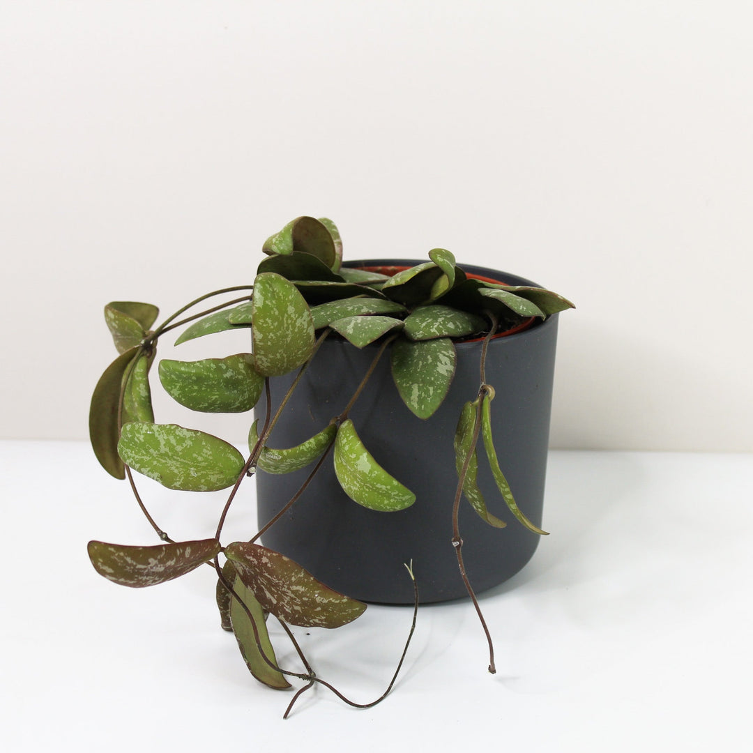 Hoya Sigillatis Foliage Dreams