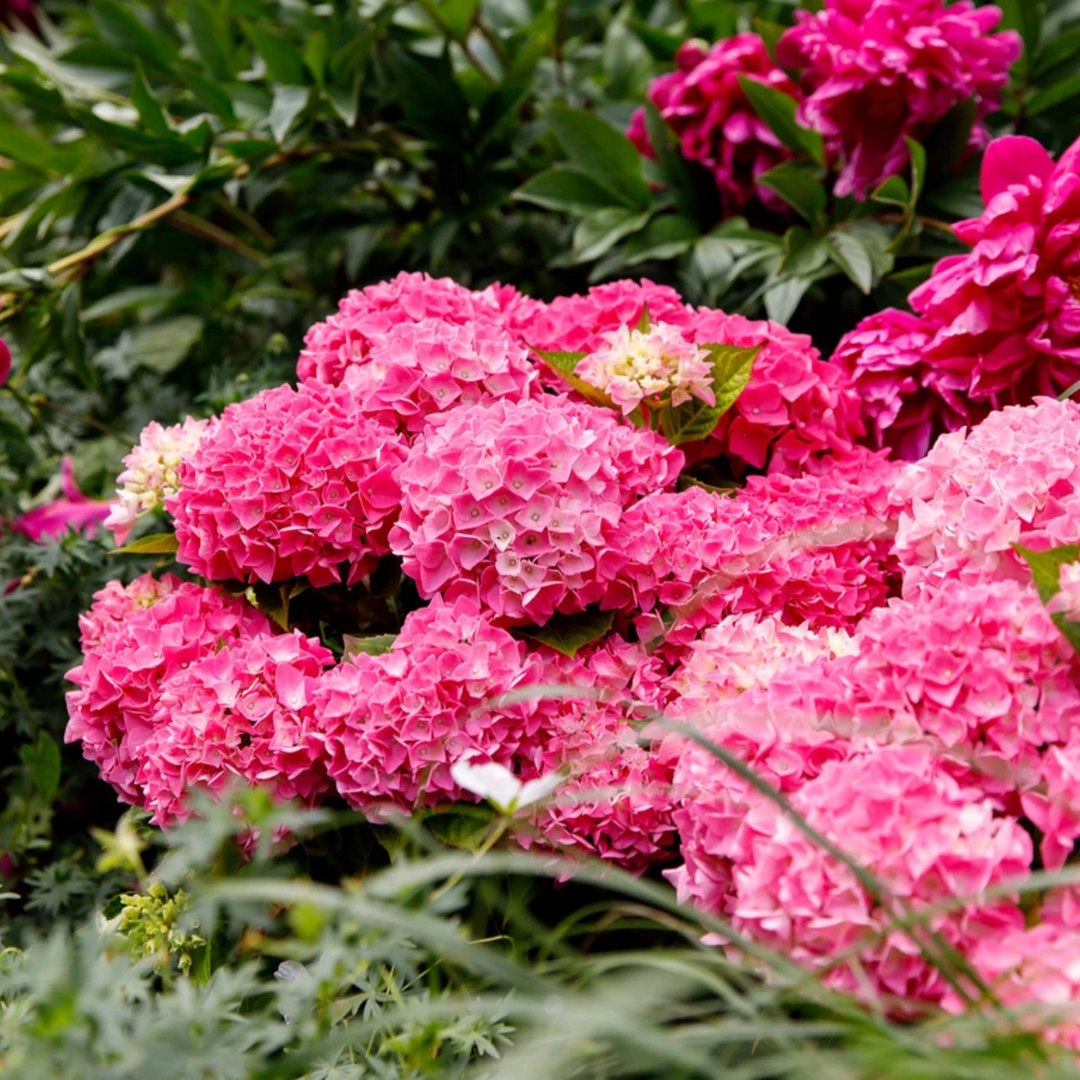 Hydrangea macrophylla Pink Punk Foliage Dreams