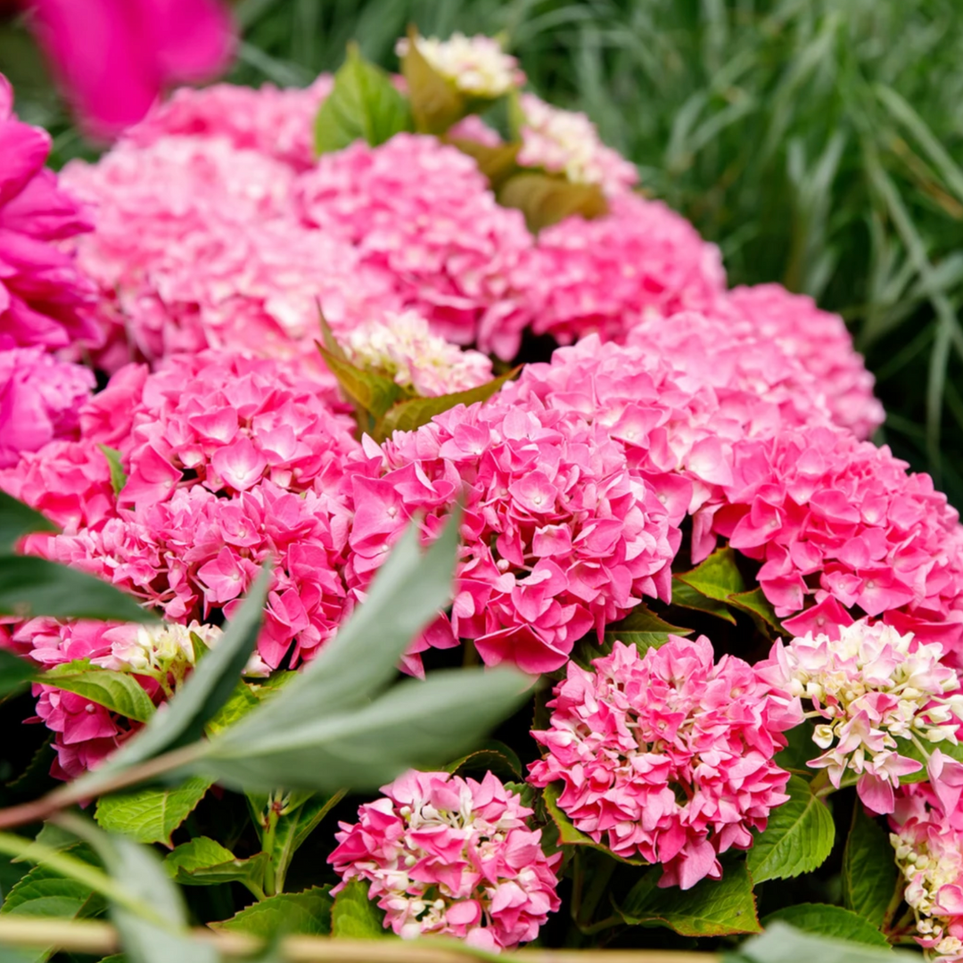 Hydrangea macrophylla Pink Punk Foliage Dreams