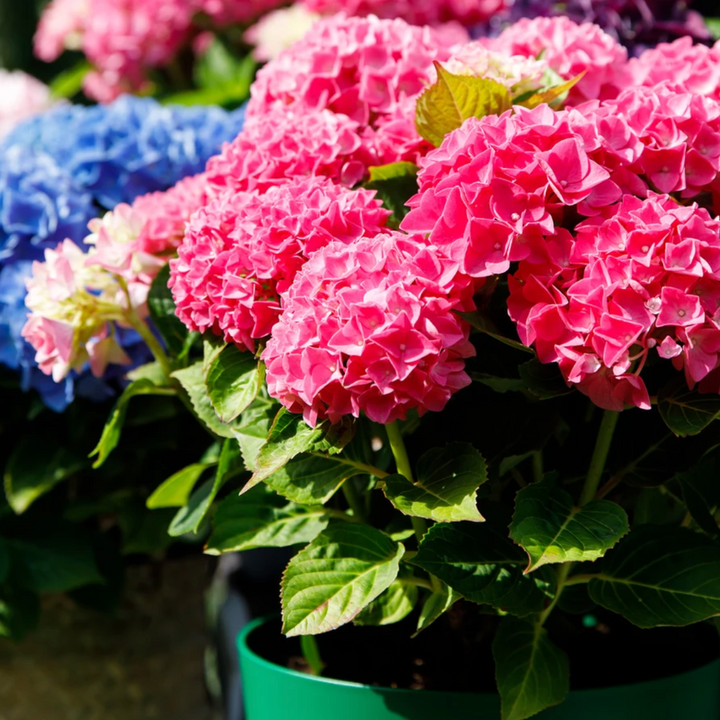 Hydrangea macrophylla Pink Punk Foliage Dreams