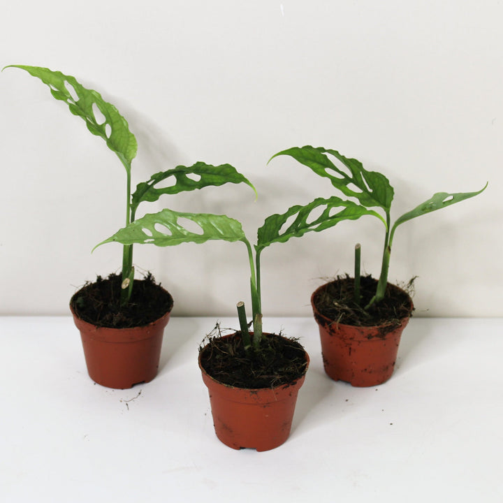 Kopie von Monstera Obliqua 'Peru' M Foliage Dreams