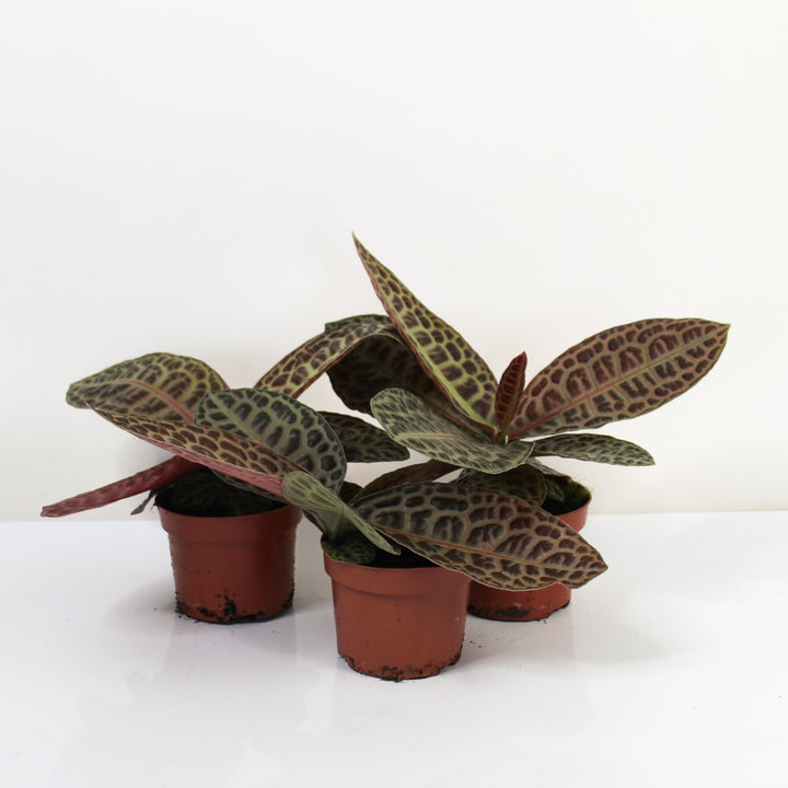 Labisia Turtle Back Foliage Dreams