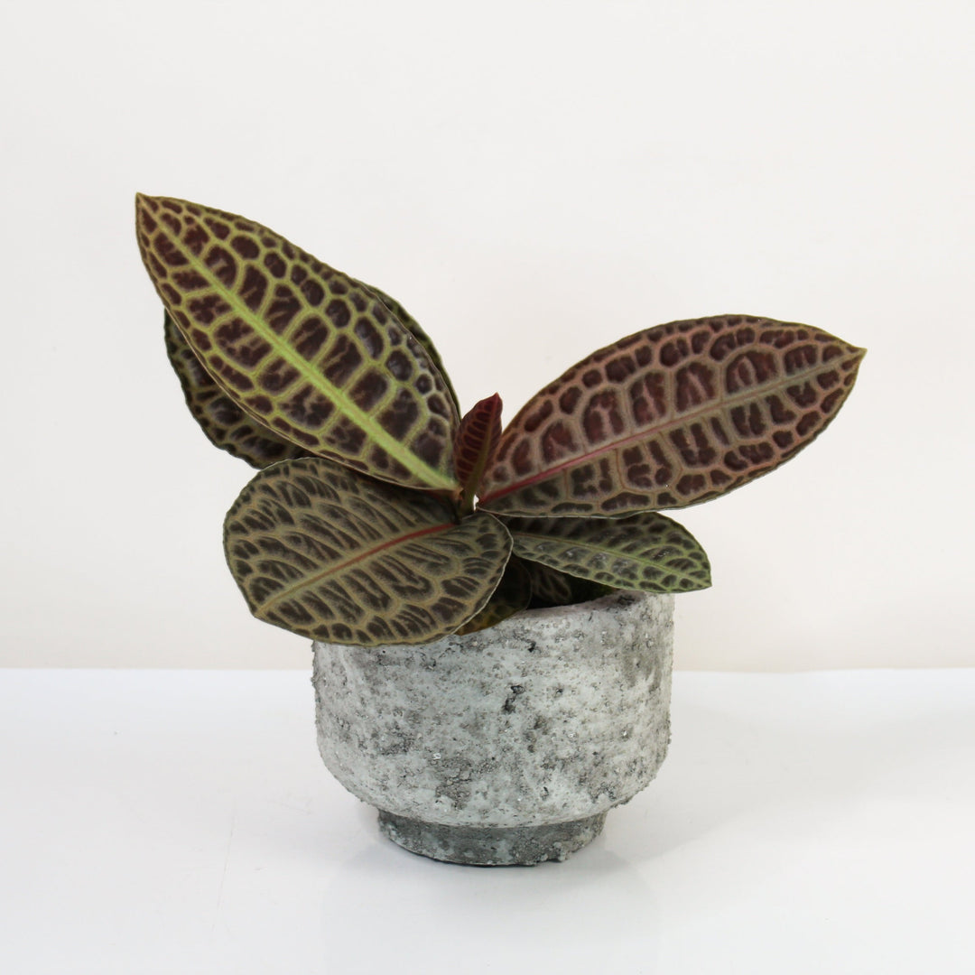 Labisia Turtle Back Foliage Dreams