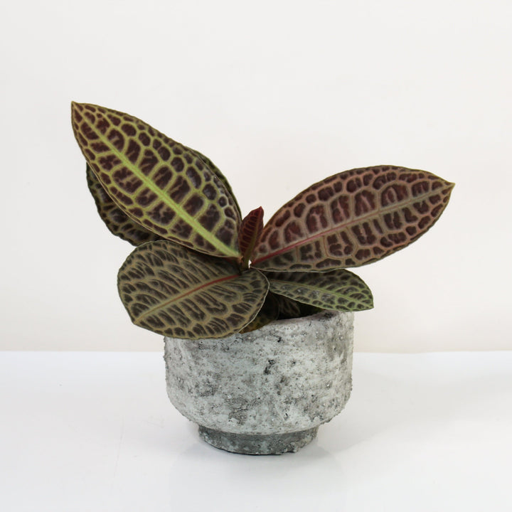Labisia Turtle Back Foliage Dreams
