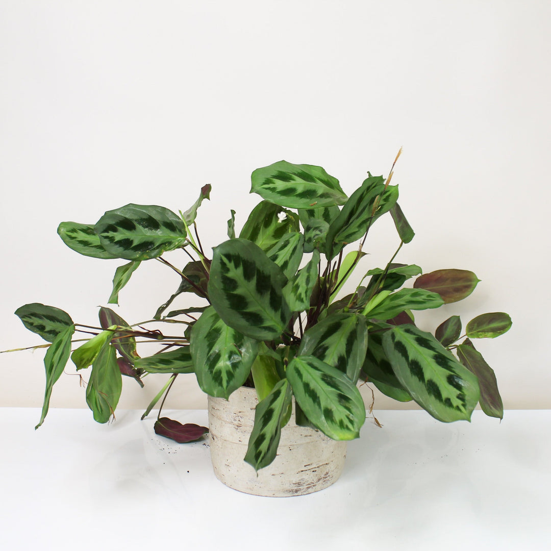 Maranta Cristata Intense Foliage Dreams