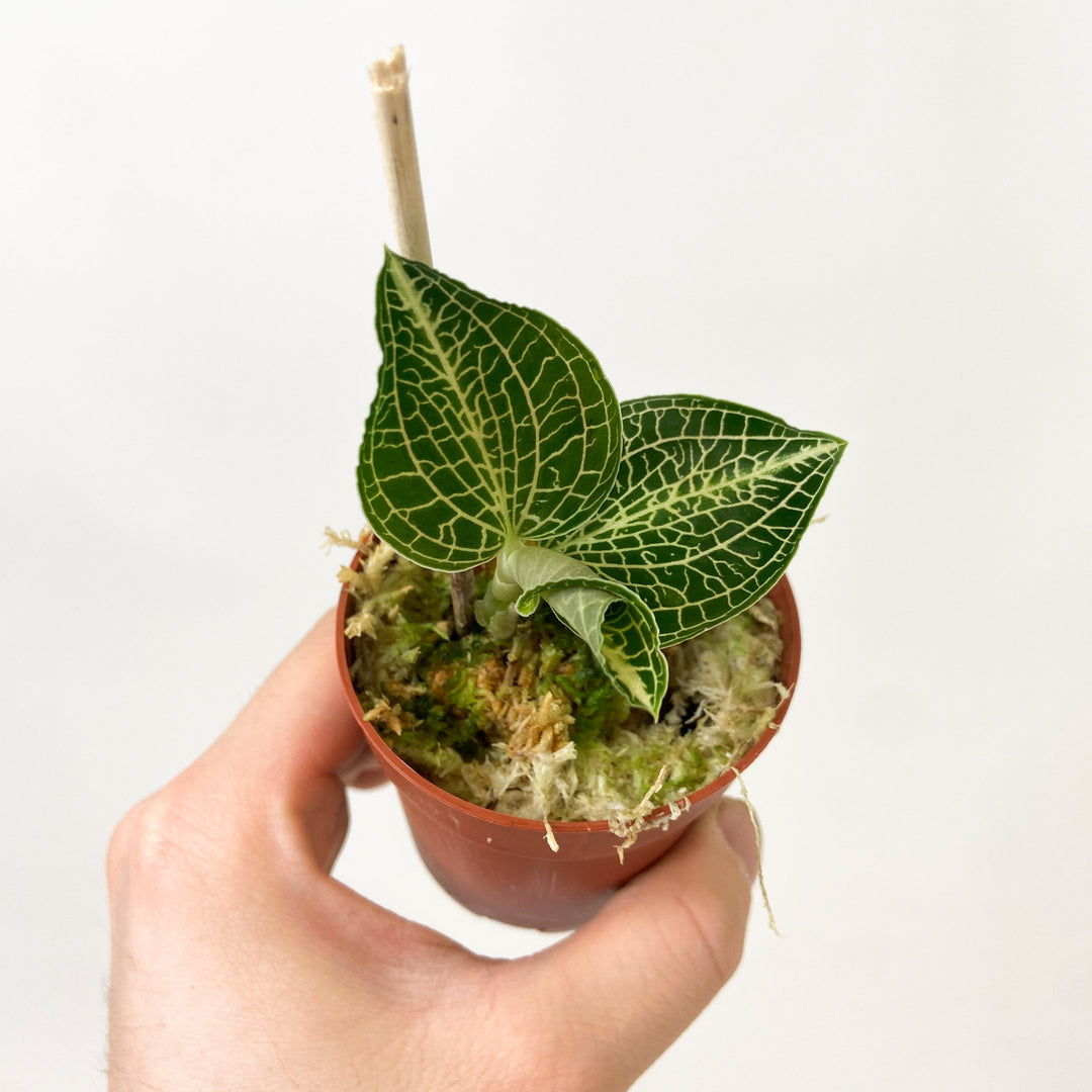 Mimesis Jewel Orchid Karma Anoectoc 1? Foliage Dreams