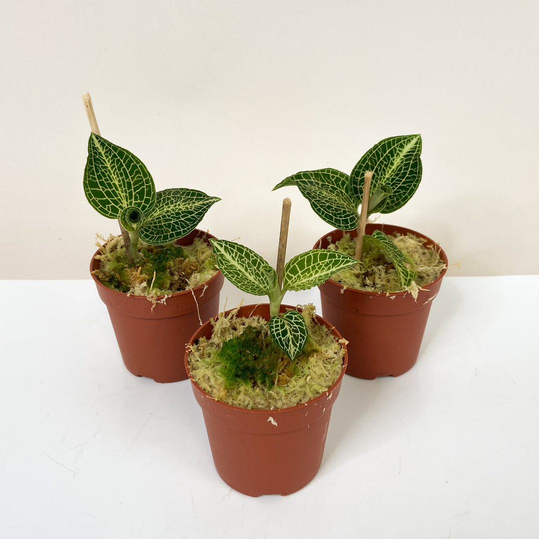 Mimesis Jewel Orchid Karma Anoectoc 1? Foliage Dreams