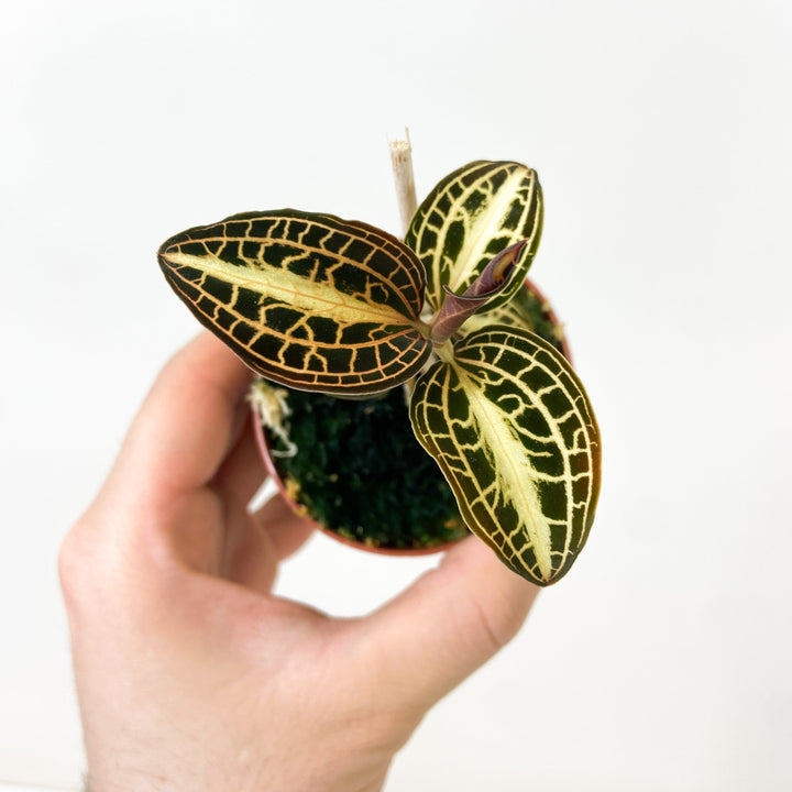Mimesis Jewel Orchid Karma Anoectoc 2? Foliage Dreams