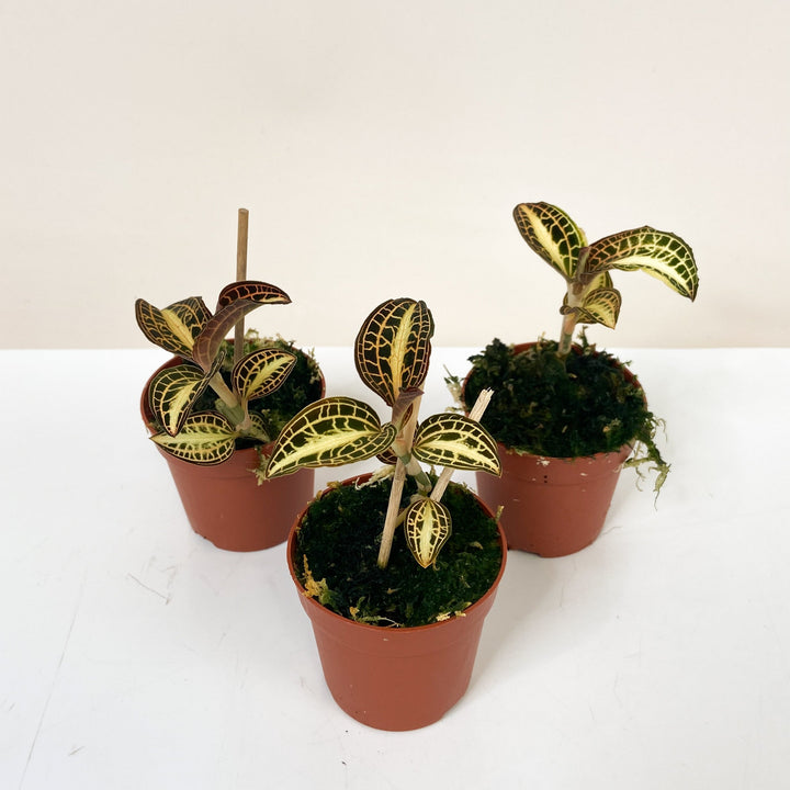 Mimesis Jewel Orchid Karma Anoectoc 2? Foliage Dreams