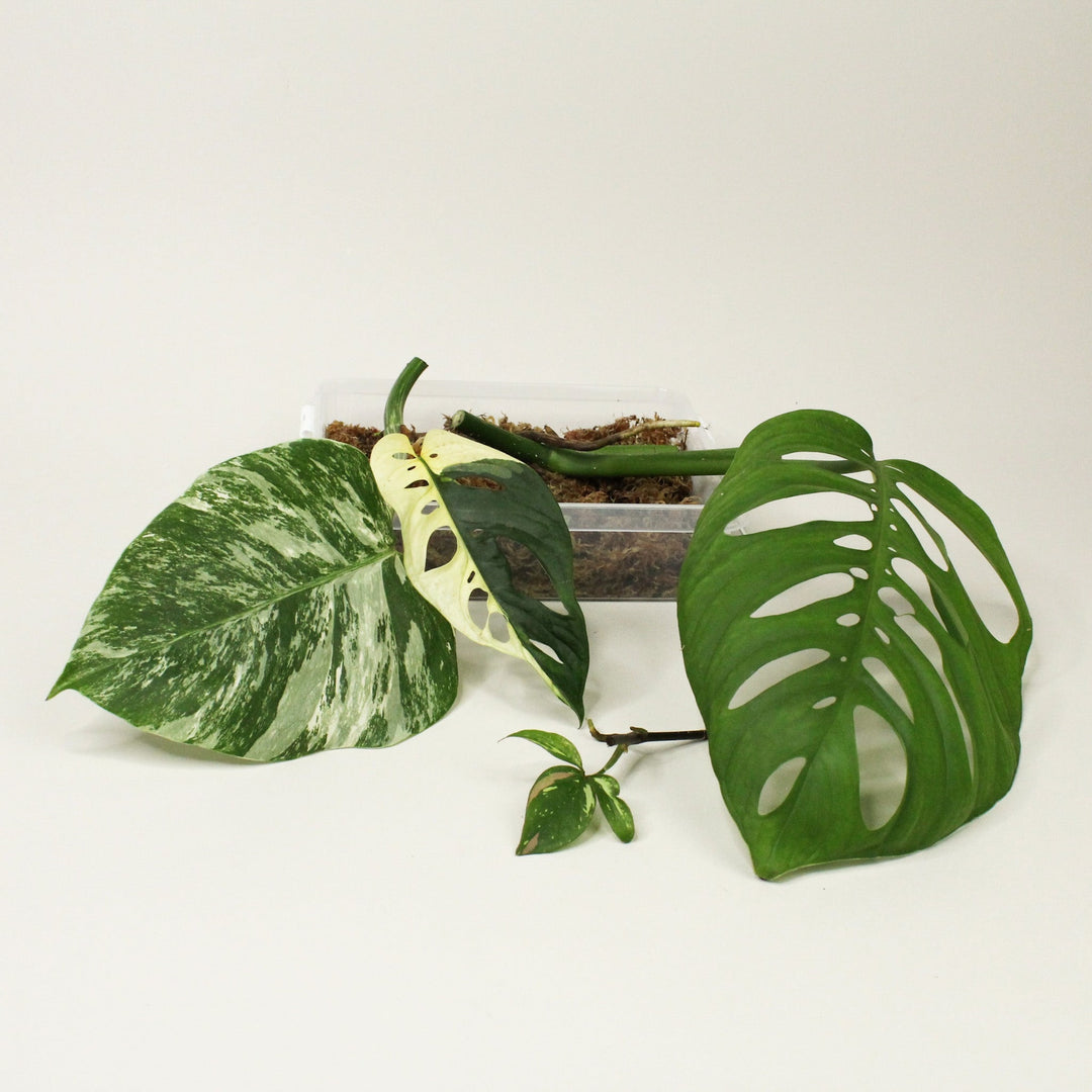 Monstera Ableger Box Premium 1x Monstera Variegata; 1x Monstera adansonii albo variegata; 1x Monstera Epipremnoides 'Esqueleto'; 1x Syngonium Red Spot Tricolor Foliage Dreams