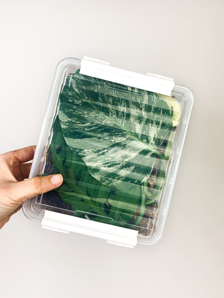 Monstera Ableger Box Premium Foliage Dreams