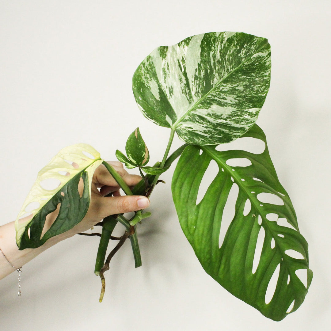 Monstera Ableger Box Premium Foliage Dreams
