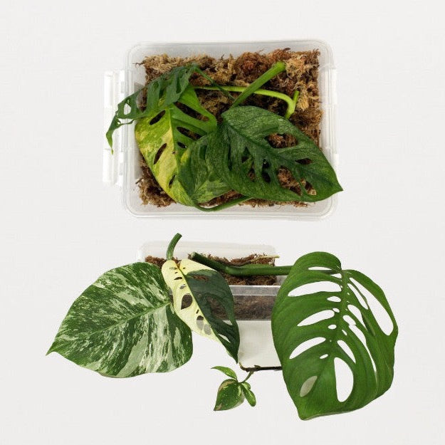 Monstera Ableger Box Premium COMBI DEAL (Box A+B) Foliage Dreams