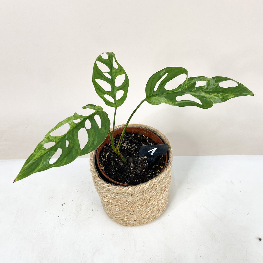 Monstera Adansonii 'Indonesian Marble' 1 Foliage Dreams