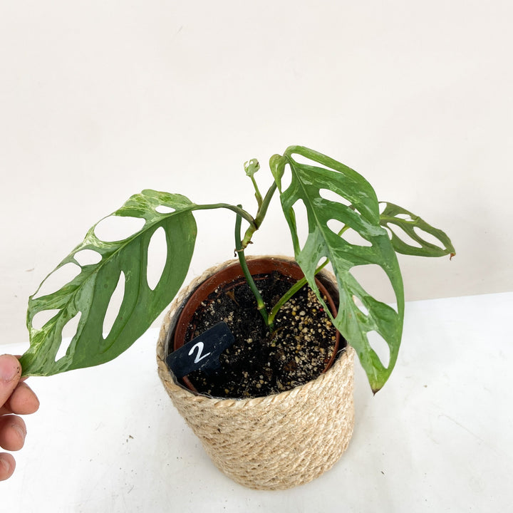 Monstera Adansonii 'Indonesian Marble' 2 Foliage Dreams
