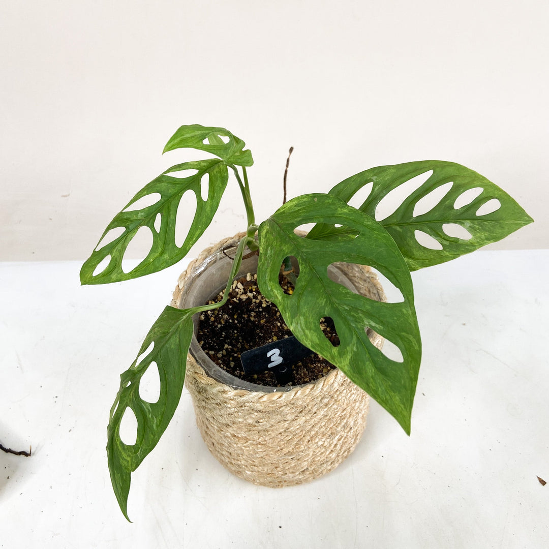 Monstera Adansonii 'Indonesian Marble' 3 Foliage Dreams