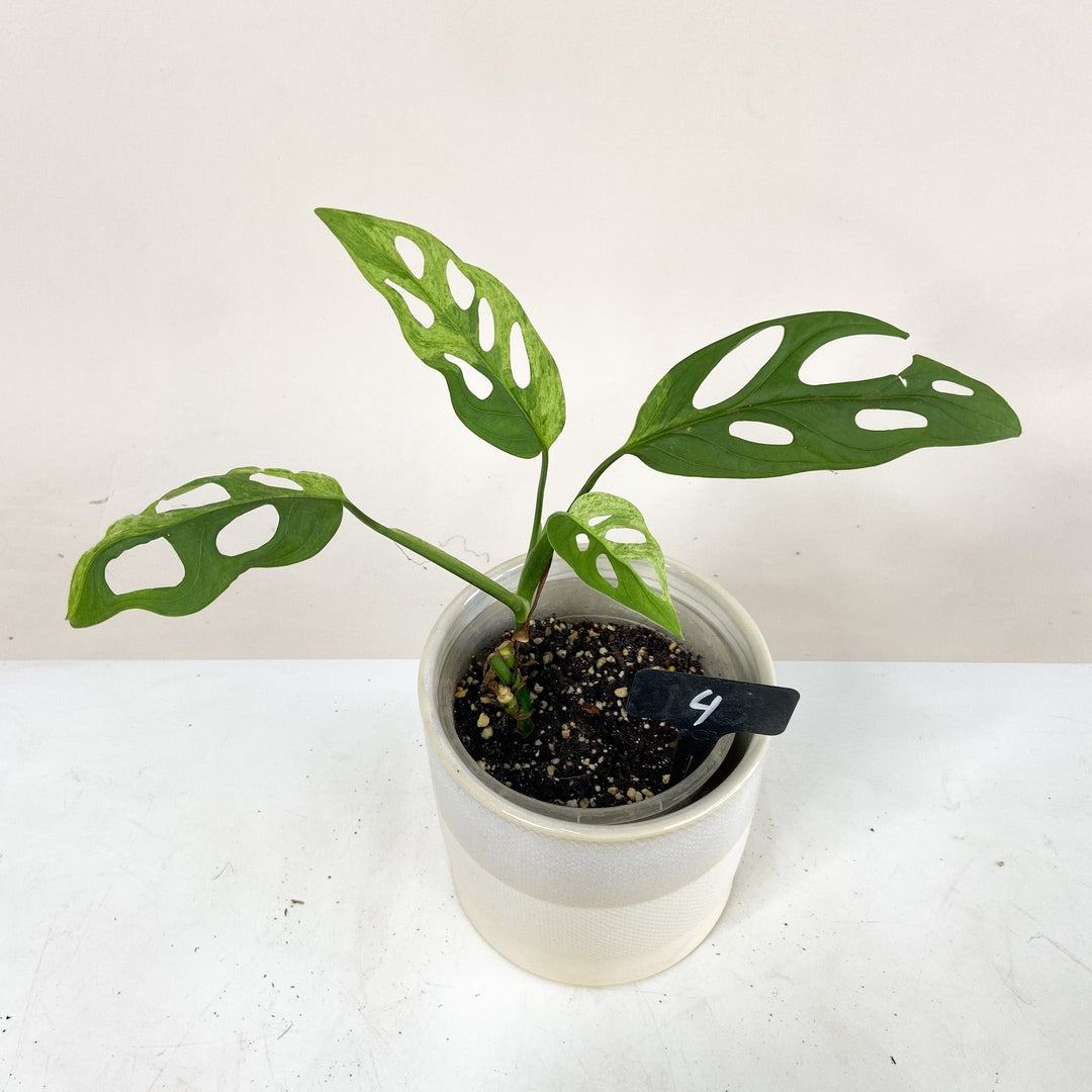Monstera Adansonii 'Indonesian Marble' 4 Foliage Dreams