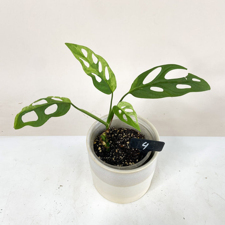 Monstera Adansonii 'Indonesian Marble' 4 Foliage Dreams