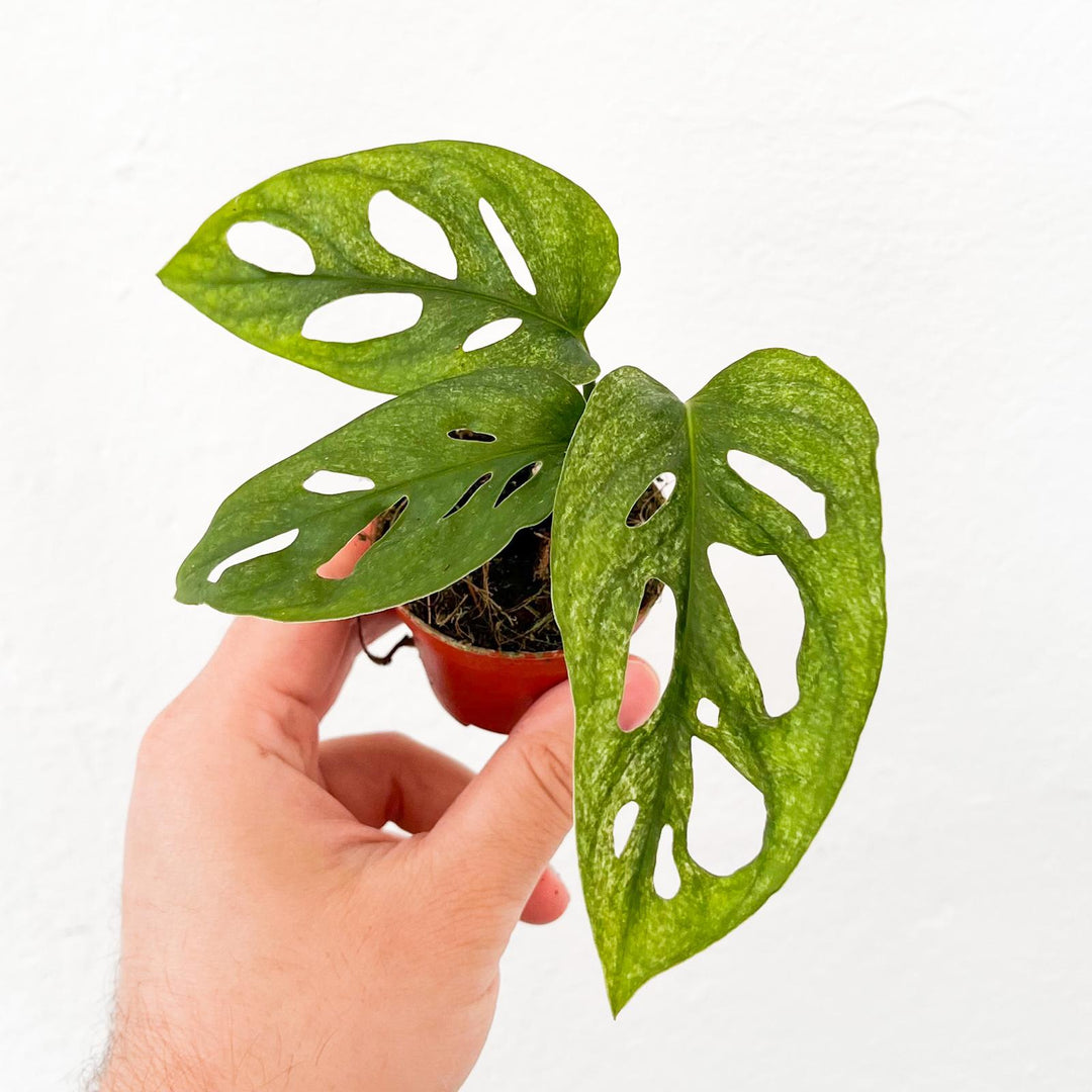 Monstera Adansonii Mint - Babypflanze Foliage Dreams