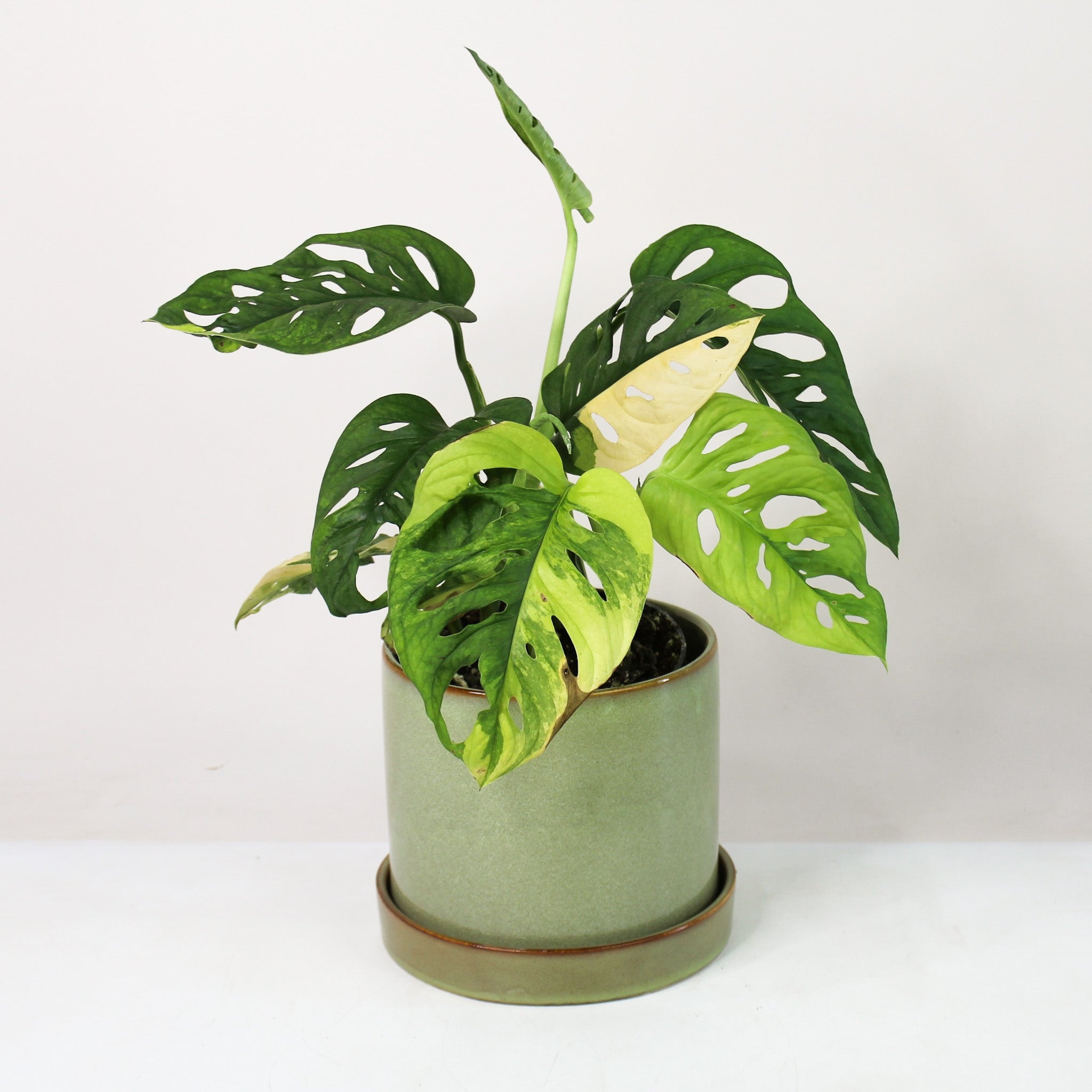 Monstera Adansonii Variegata Aurea – Foliage Dreams