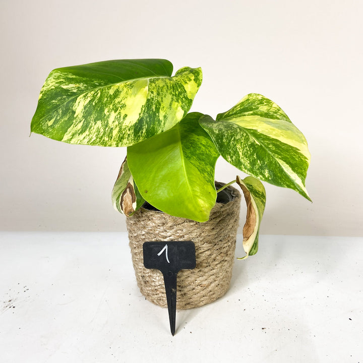 Monstera Aurea Variegata 1 Foliage Dreams