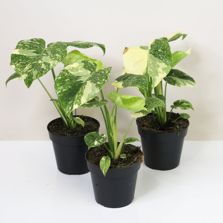 Monstera 'Creme Brulee' Foliage Dreams