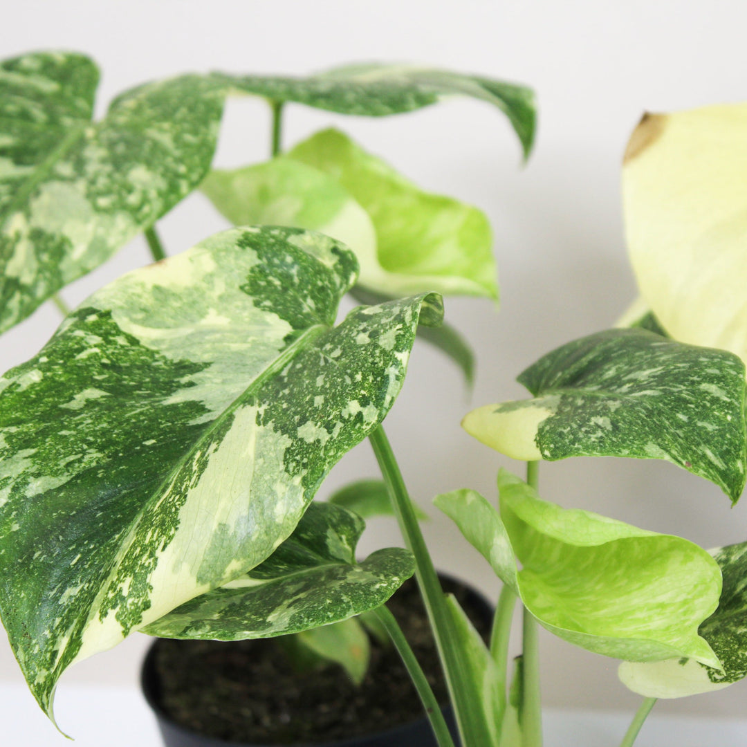 Monstera 'Creme Brulee' Foliage Dreams
