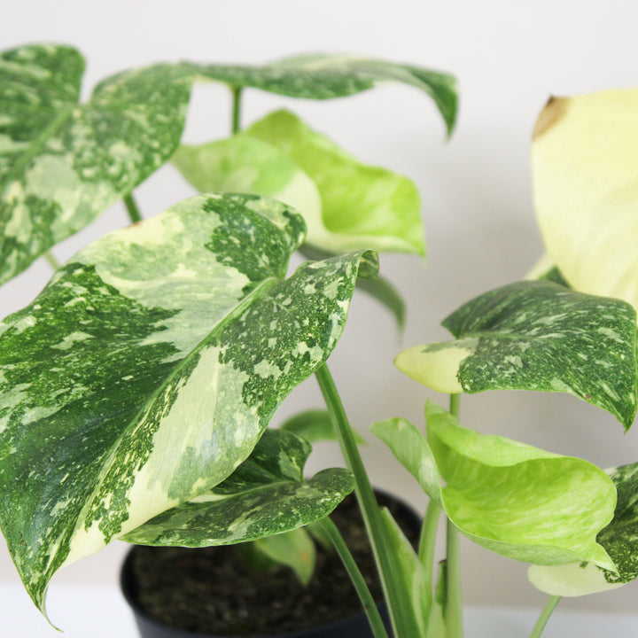 Monstera 'Creme Brulee' Foliage Dreams