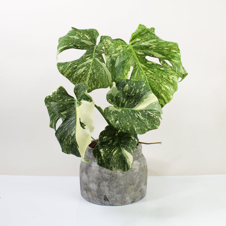 Monstera 'Creme Brulee' L Foliage Dreams