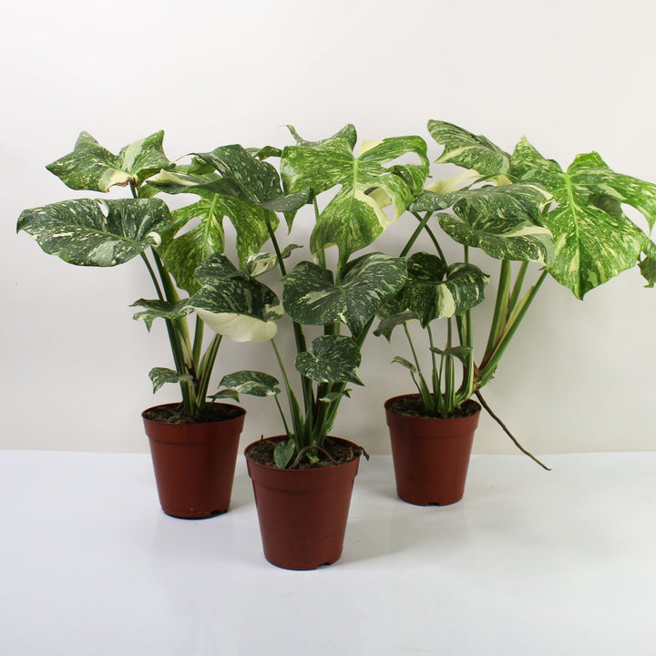 Monstera 'Creme Brulee' L Foliage Dreams