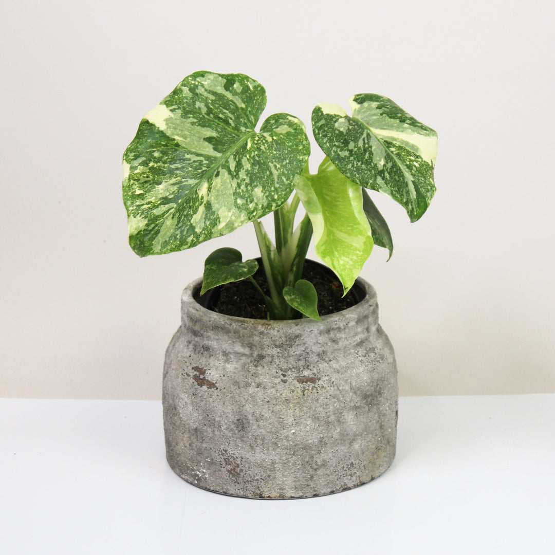 Monstera 'Creme Brulee' M Foliage Dreams