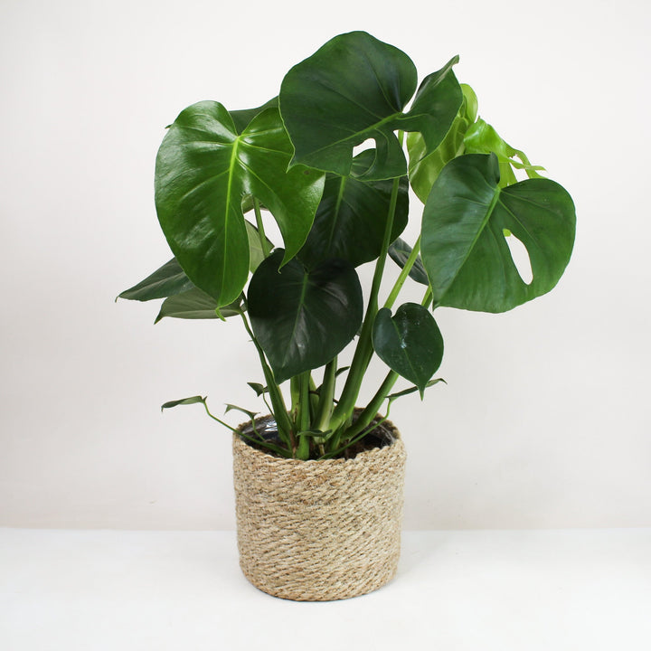 Monstera Deliciosa (Fensterblatt) Foliage Dreams