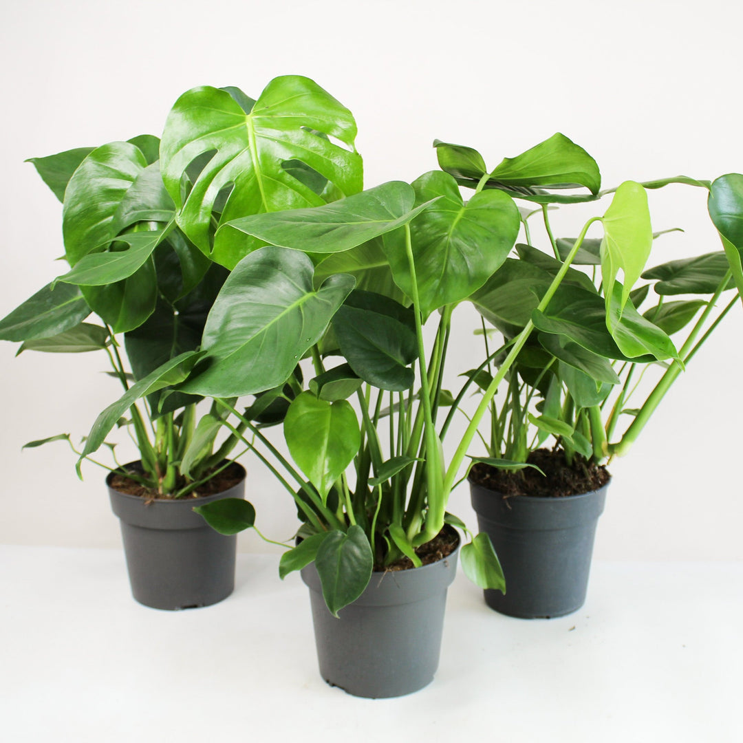 Monstera Deliciosa (Fensterblatt) Foliage Dreams