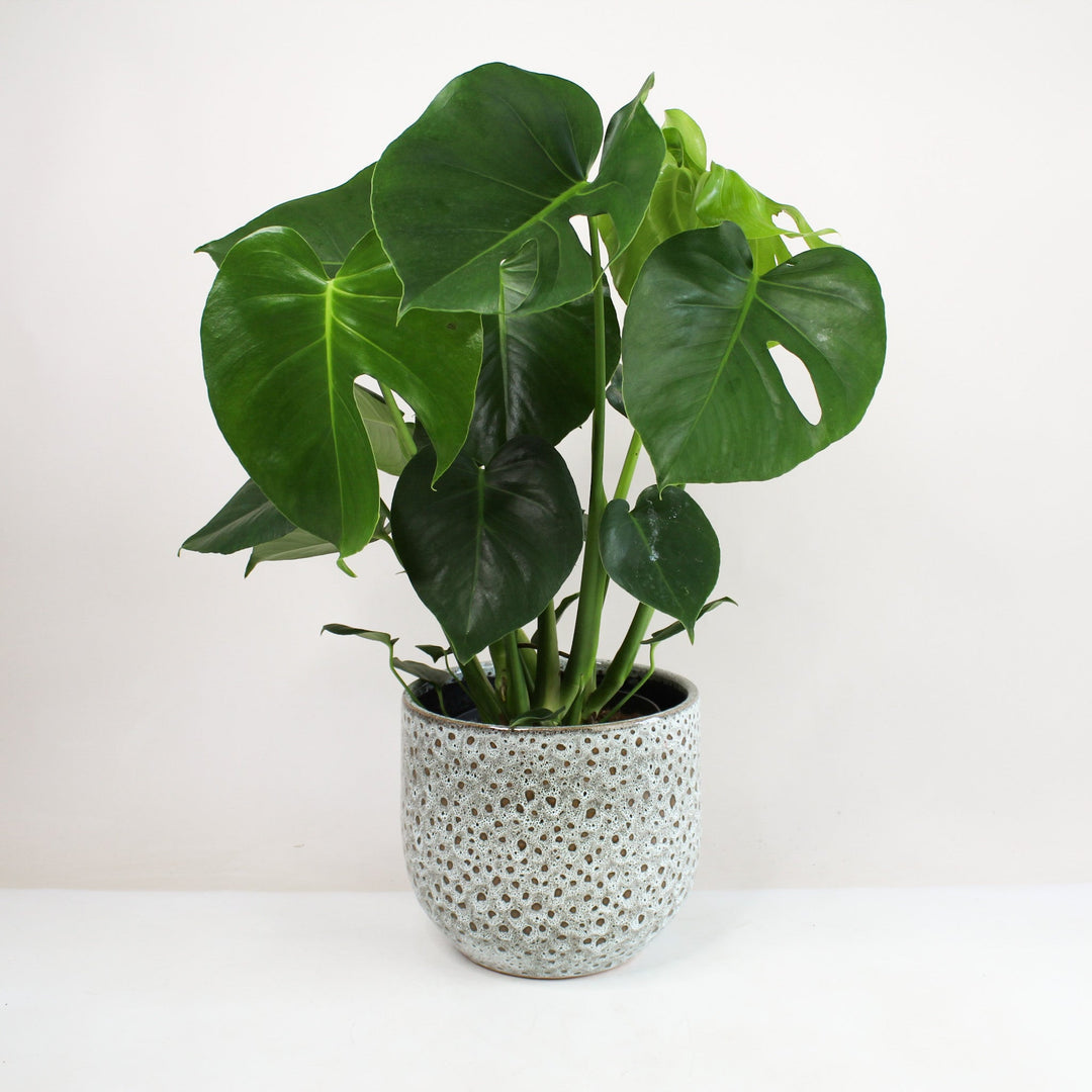 Monstera Deliciosa (Fensterblatt) L Foliage Dreams